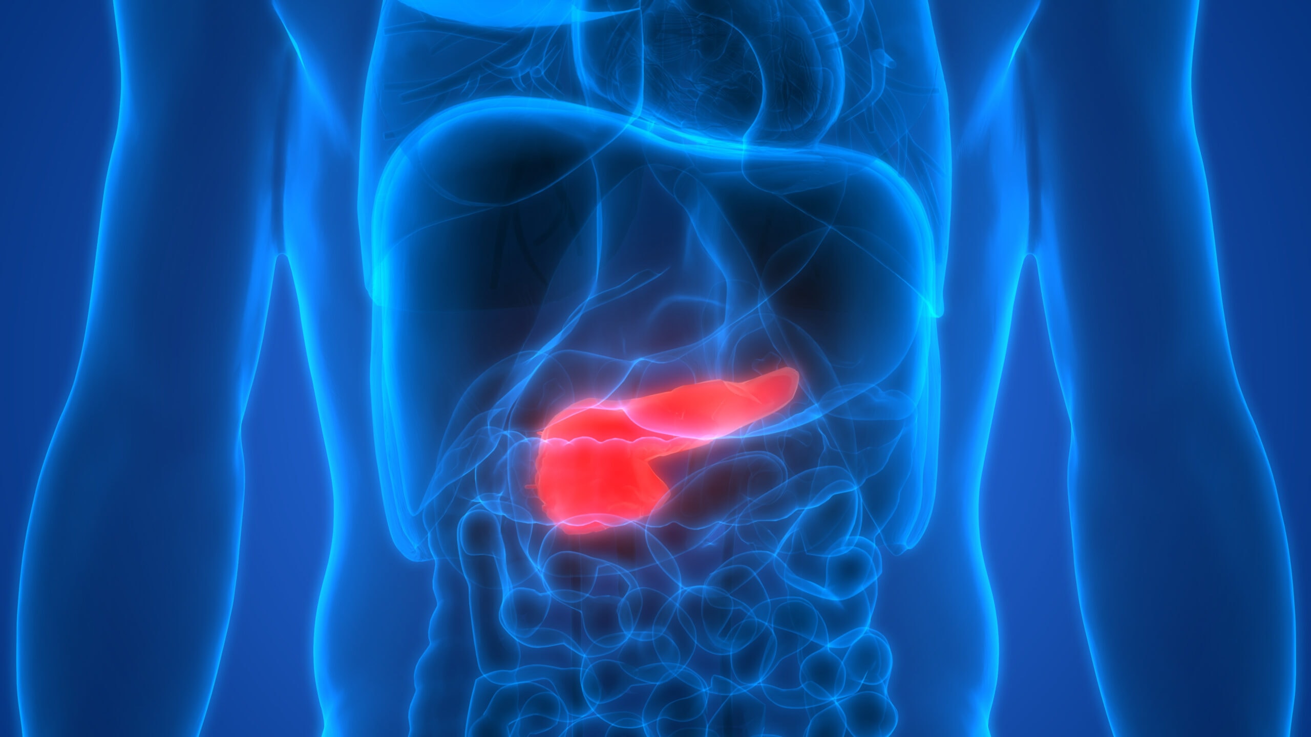 Close up of human body diagram, highlighting the pancreas