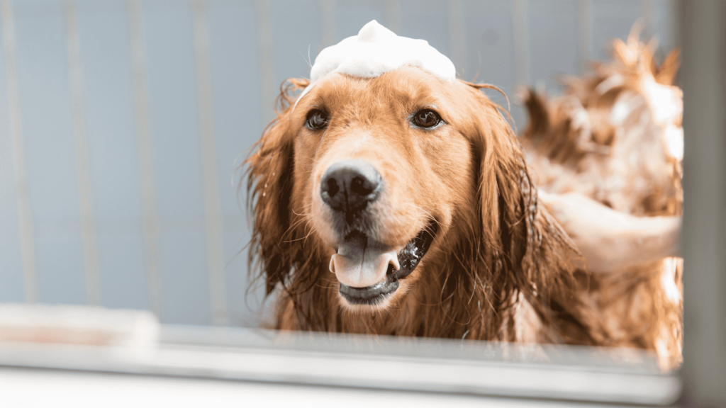 golden retriever with bubbles on head in tub
